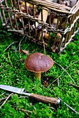 Frischer Maronenpilz auf Waldboden, dahinter Korb mit geernteten Pilzen