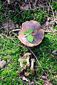 Fresh chestnut mushrooms on a mossy forest floor