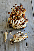 Fresh poplar mushrooms on a wooden surface