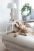 Dog lying on sofa in rustic living room