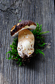 A fresh porcini mushrooms with moss on a wooden surface