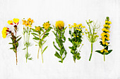 Verschiedene gelbe Sommerblumen, u.a. Goldferberich (Lysimachia punctata), Fenchelblüte