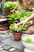 Verschiedene Salatsorten in Terracottatöpfen werden geerntet