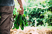A person holding freshly harvested chard