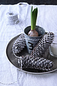 Christmas arrangement of silver pine cones and sprouting spring bulb