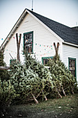 Felled Christmas trees leaning against fence