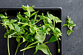 Fresh chickweed on a black tray