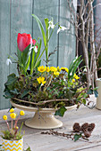 Tortenplatte mit Winterlingen, Schneeglöckchen und Tulpen