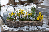 Basket box with Winter aconite and squill