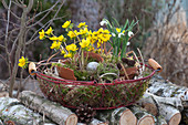 Basket of Winter aconite and snowdrops