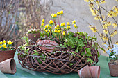 Wreath with Winter aconite and ivy