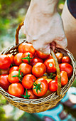 Hand trägt Korb mit frisch geernteten Tomaten