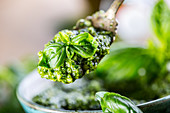 Pesto mit frischem Basilikum auf Löffel