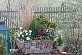 Winterfest bepflanzter Korb-Kasten mit Christrose