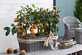 Calamondine und Kumquat in Korbkasten