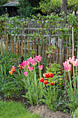 Rosa blühende Tulpen im Garten