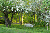 Blühende Obstbäume im Garten, im Hintergrund Gartenmöbel