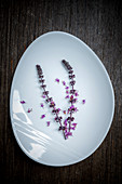 African basil lilac blossoms on a white dish