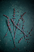 Lila Blüten der afrikanischen Basilikumpflanze auf grünem Untergrund