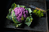 Raw purple cauliflower, dark background