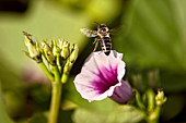 Biene auf Süsskartoffelblüte