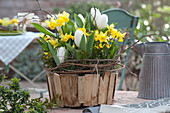 Narcissus 'tete A Tete' And Tulip 'inzell' In Wood Bowl