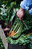 A person holding a basket of freshly picked organic vegetables, including carrots, chard and beets