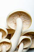 White cultivated mushrooms