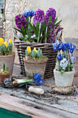 Hyazinthen, Tulpen und Iris in Töpfe pflanzen