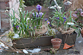 Crocuses And Snowdrops In Old Bakeware