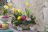 Easter Cup With Daffodils And Primroses