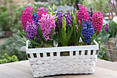 Hyacinths In The White Basket