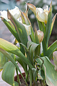 Kranke Tulpen mit verkrüppelten Blüten