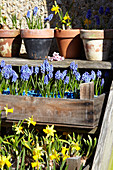 Grape hyacinths and narcissi in pots and a wooden crate