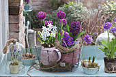 Spring arrangement with milk star, ball primula and hyacinth in a wire basket