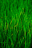 Weizengras (bildfüllend)