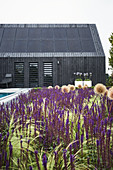 Violettes Blumenbeet vor modernem Haus in Schwarz