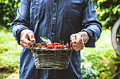 Farmers hands with freshly harvested organic cherries