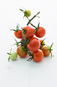 'Vesennij' (tomato variety)