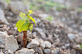 Young Chardonnay vines in the Grand Cru, Les Clos