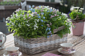 Basket of forget-me-nots in three colours