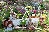Planting basket with primroses and tulips