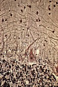 Purkinje nerves cells, light micrograph