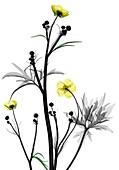 Buttercup flowers, X-ray