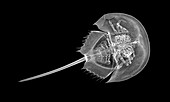 Horseshoe crab, X-ray