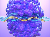 CRISPR-Cas9 gene editing complex, illustration