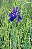 Japanese iris (Iris laevigata)