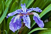 Roof iris (Iris tectorum)