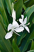 White ginger lily (Hedychium coronarium)