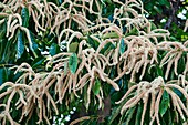 American chestnut (Castanea dentata)